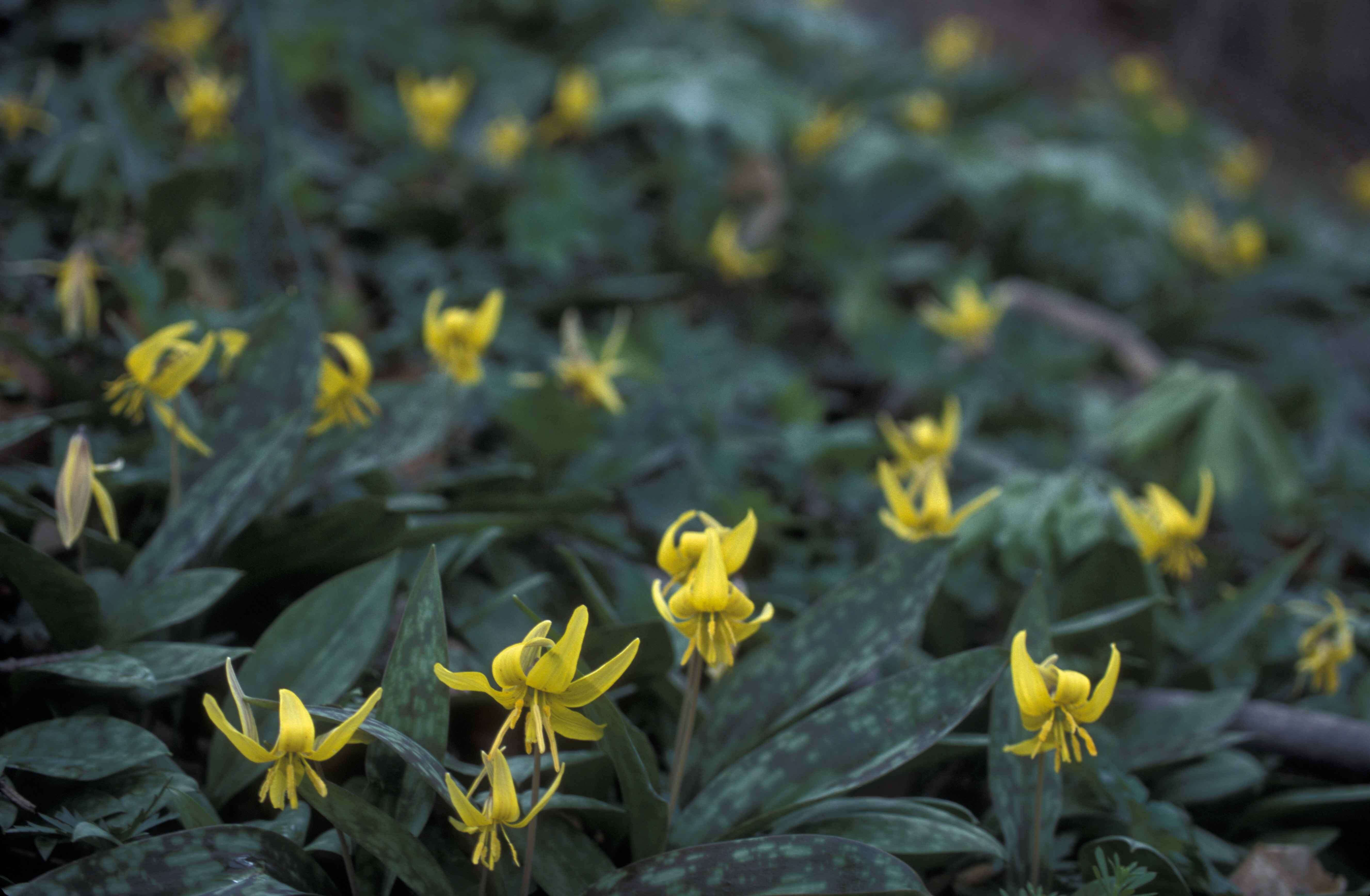 Image of dogtooth violet