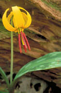 Image of dogtooth violet