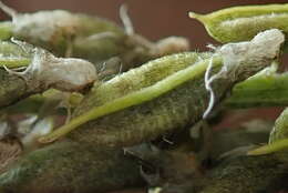 Imagem de Astragalus bisulcatus var. haydenianus (A. Gray) Barneby