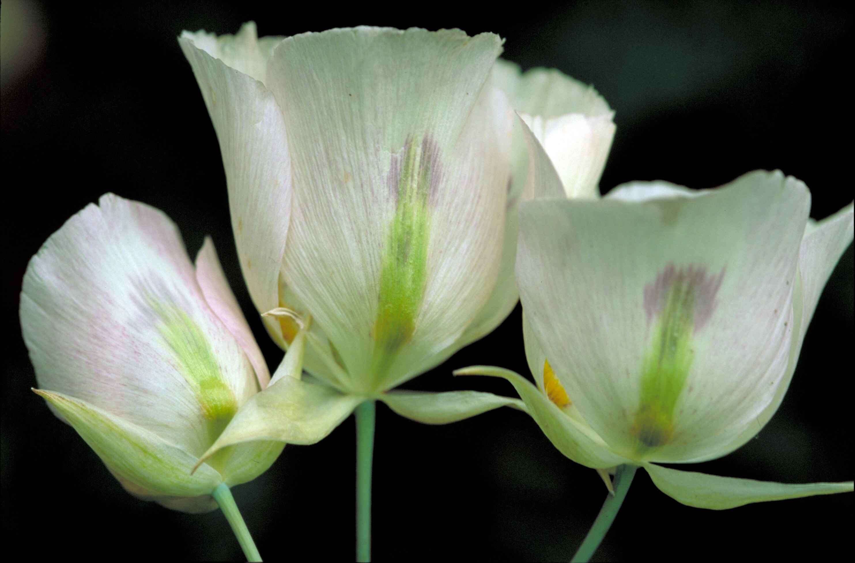 Слика од Calochortus nuttallii Torr.