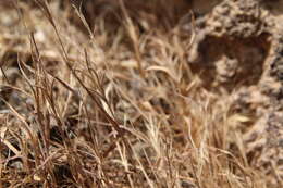 Image of Bromus fasciculatus C. Presl