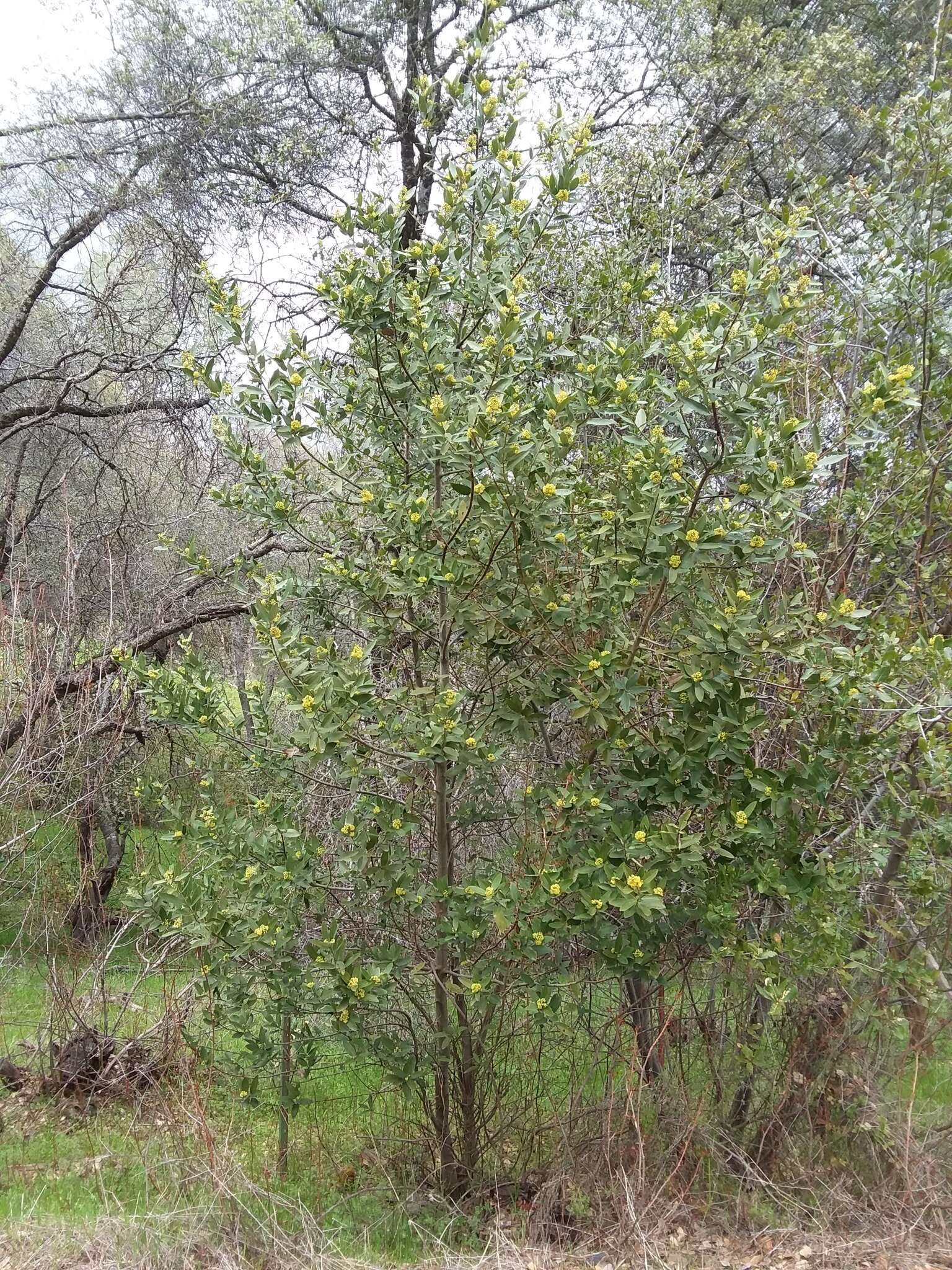 Image of California laurel