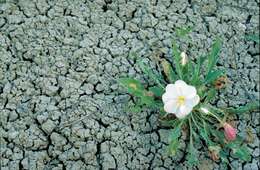 Image de Oenothera cespitosa Nutt.