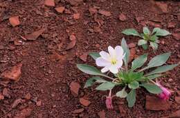 Oenothera cespitosa Nutt. resmi