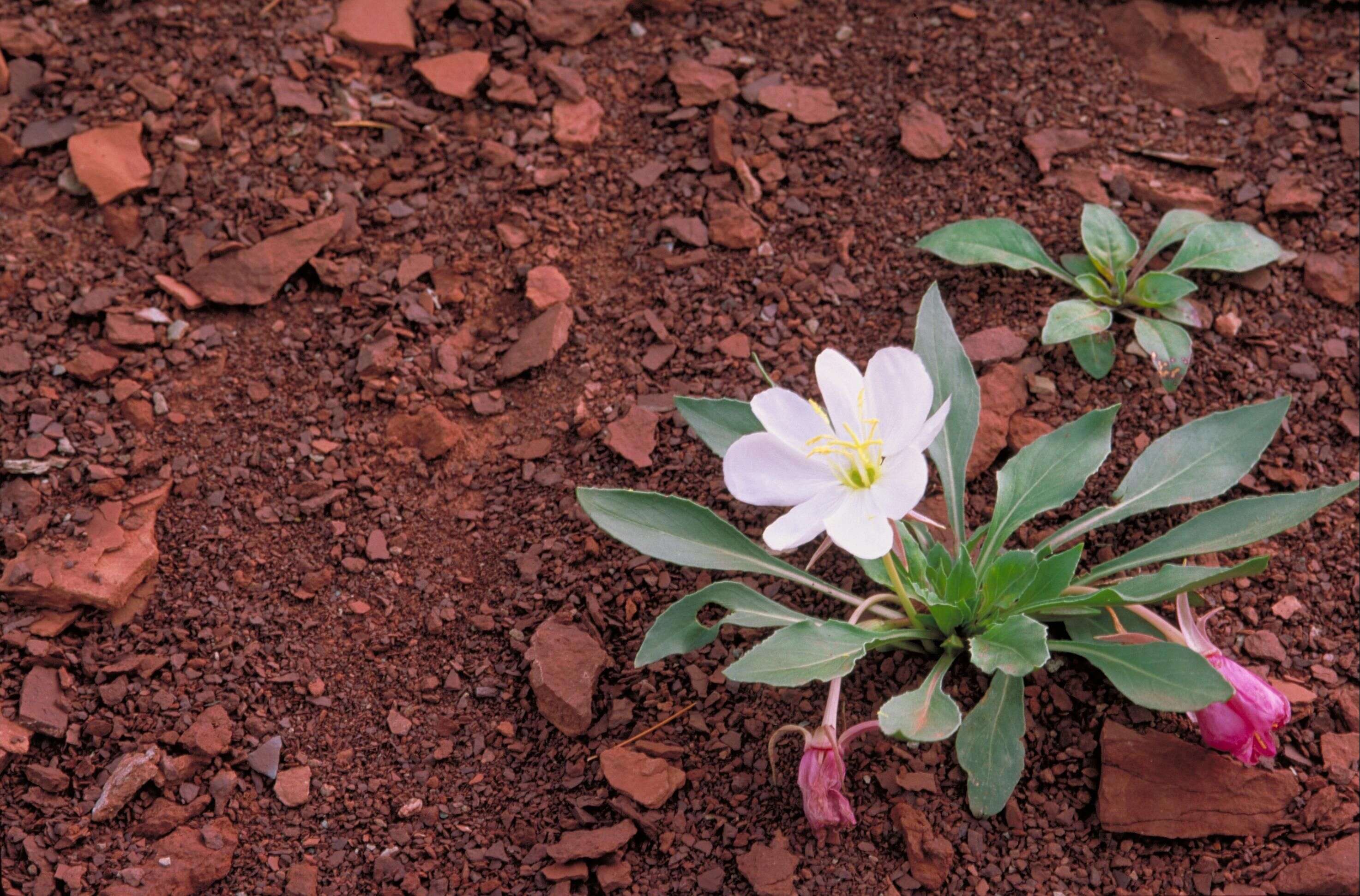 Oenothera cespitosa Nutt. resmi