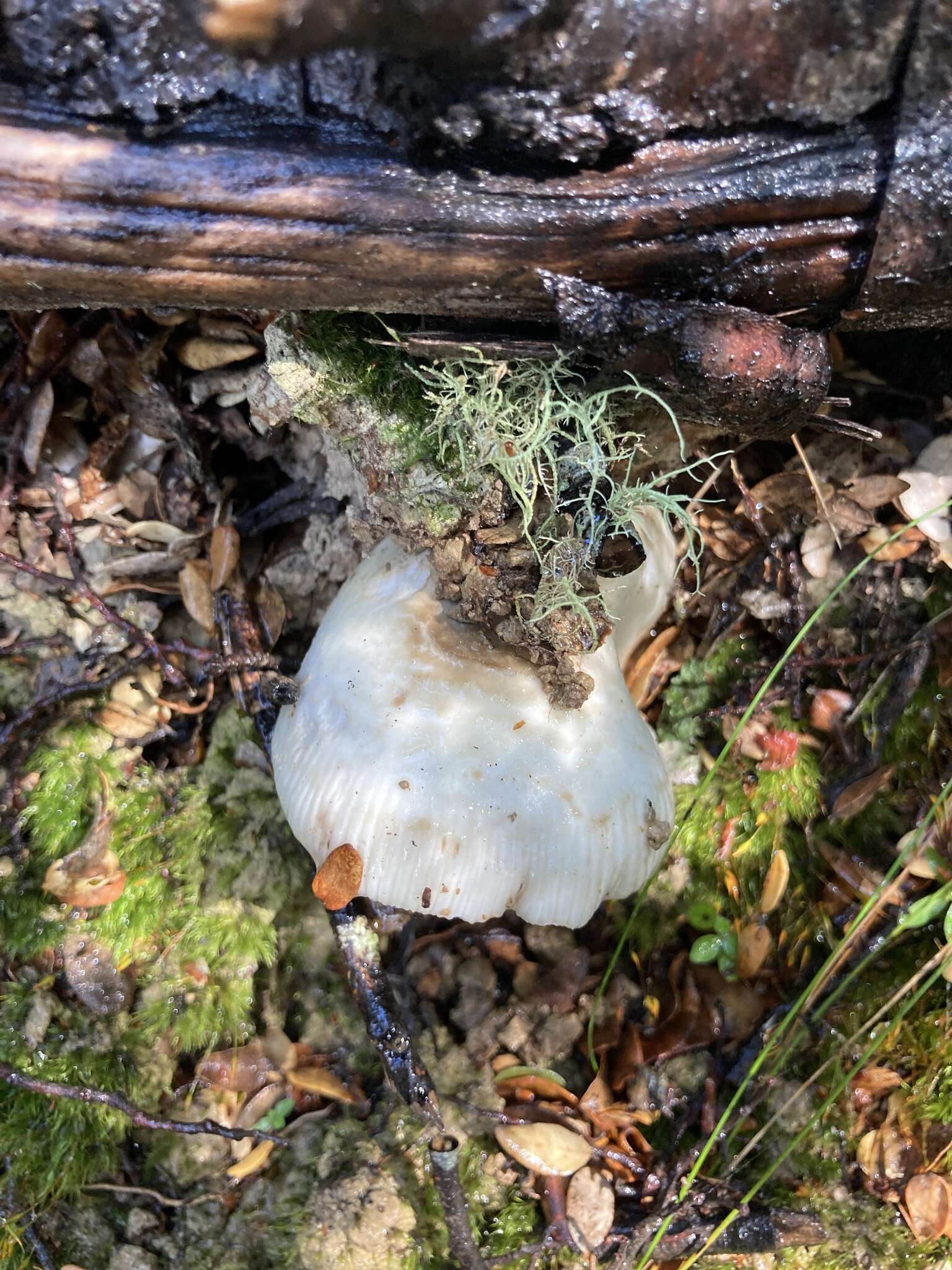 Image of Russula albolutescens McNabb 1973