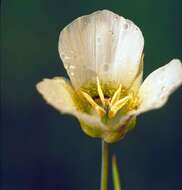 Слика од Calochortus nuttallii Torr.