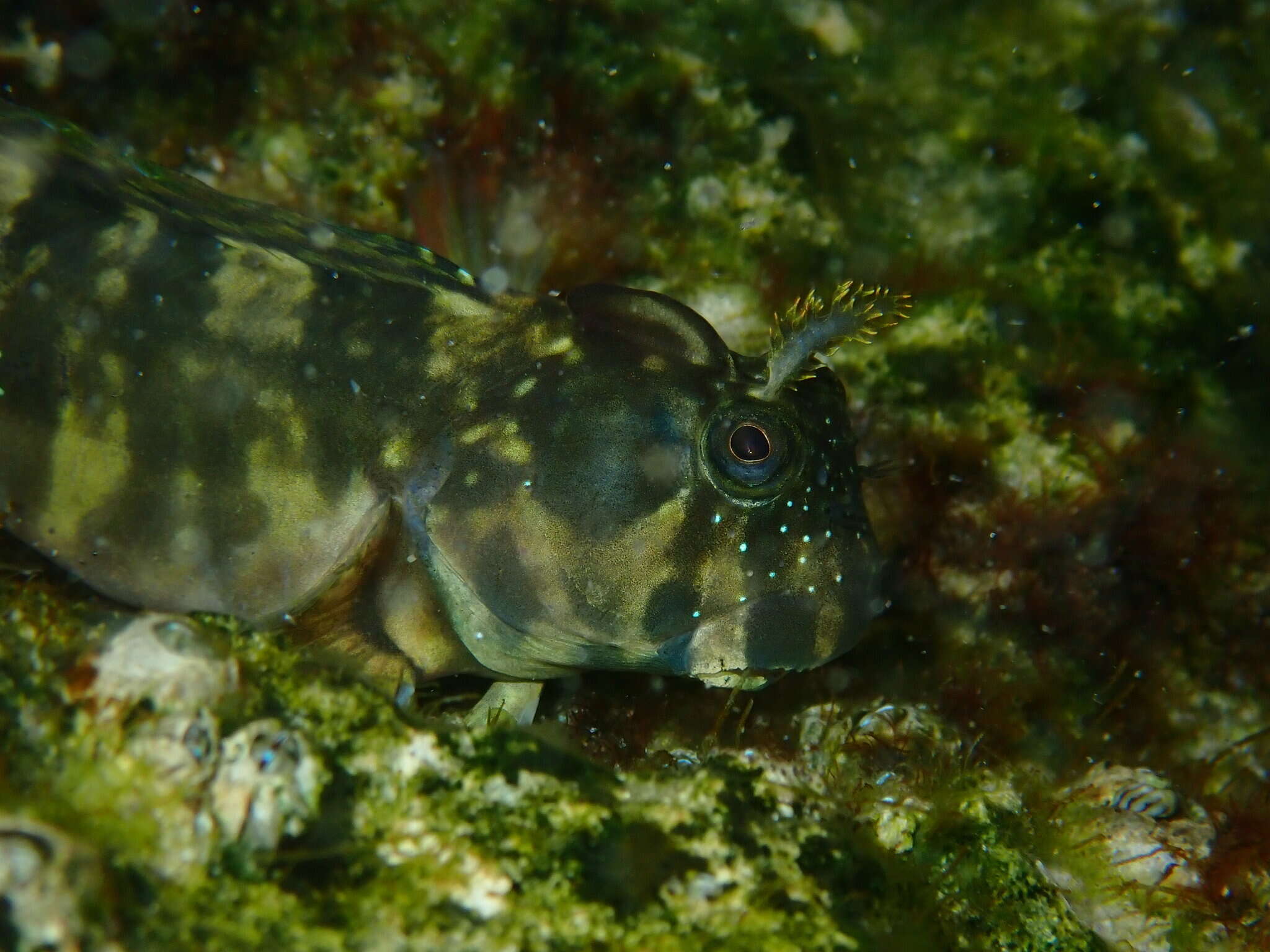 Istiblennius meleagris (Valenciennes 1836) resmi