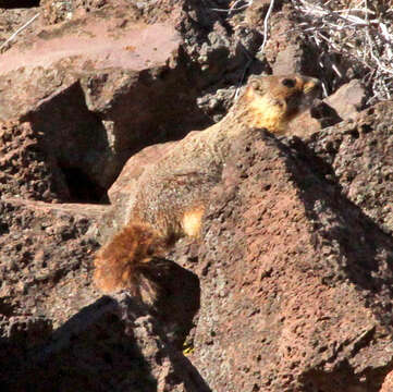 Imagem de Marmota subgen. Petromarmota Steppan et al. 1999