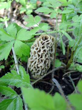 Image of Morchella vulgaris