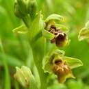 Image of Ophrys umbilicata subsp. beerii Shifman