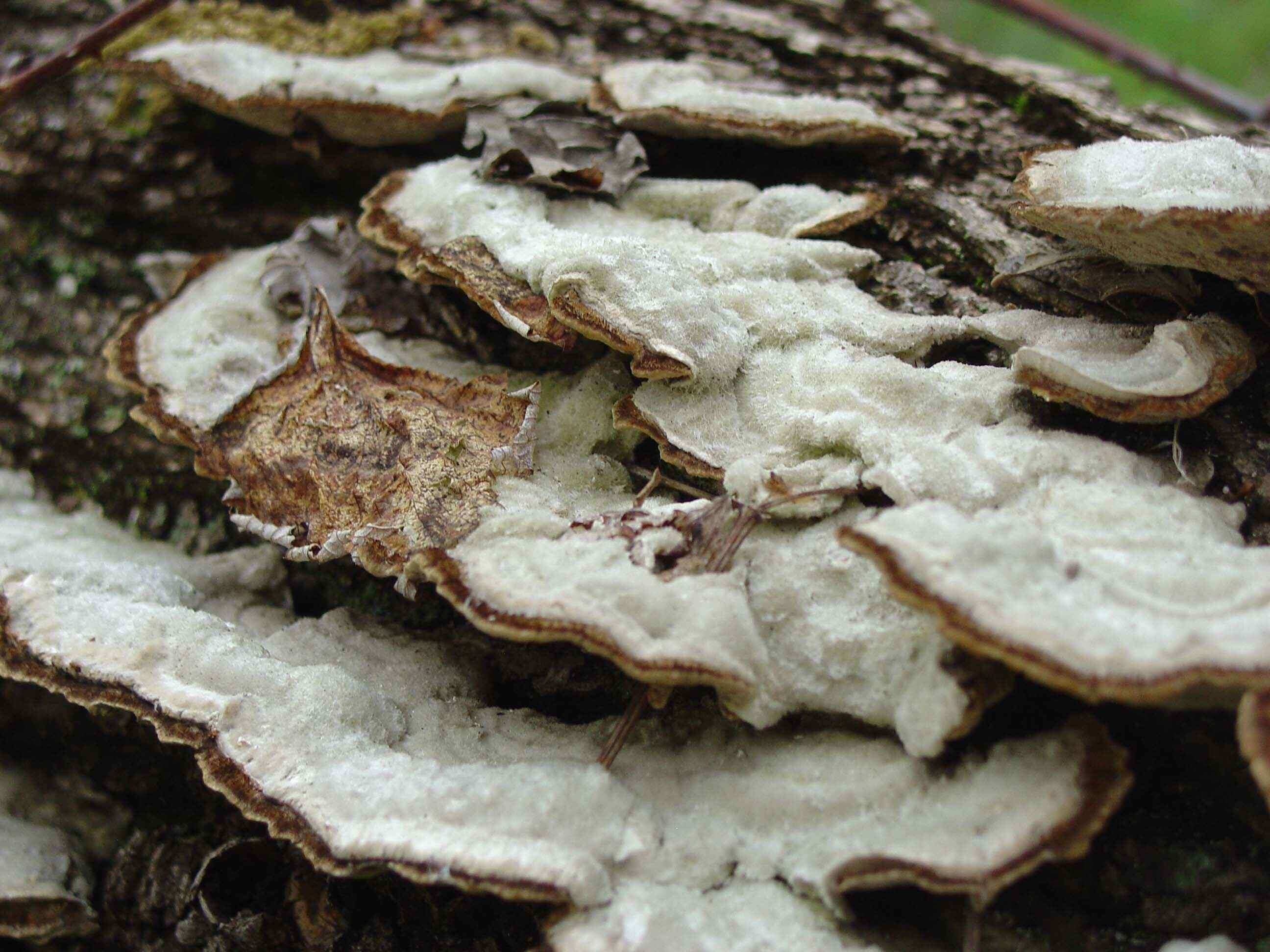 Image of Trametes hirsuta (Wulfen) Lloyd 1924