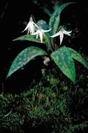 Image of white fawnlily