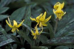 Image of dogtooth violet