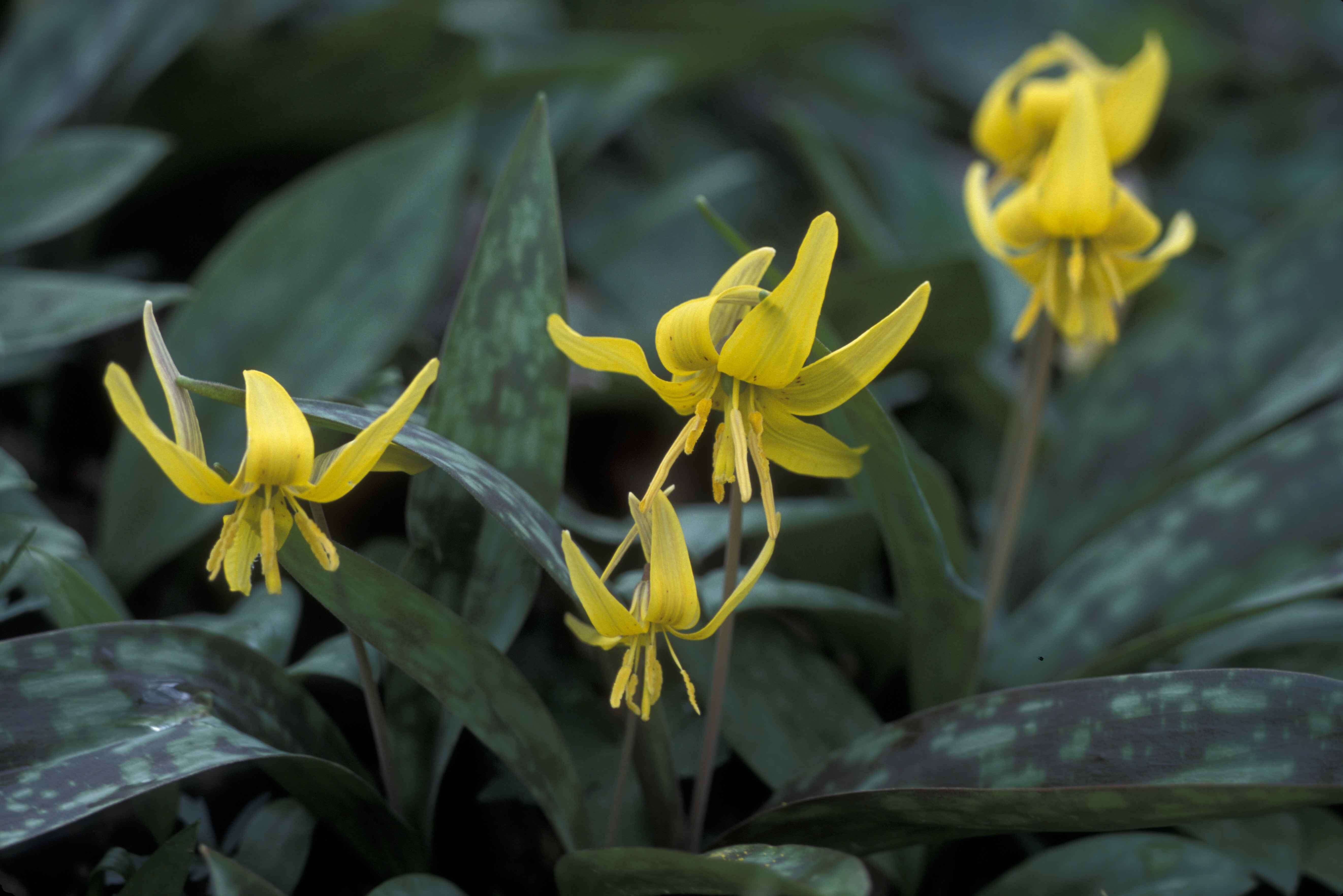 Image of dogtooth violet