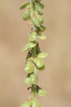 Image of Onobrychis grandis Lipsky