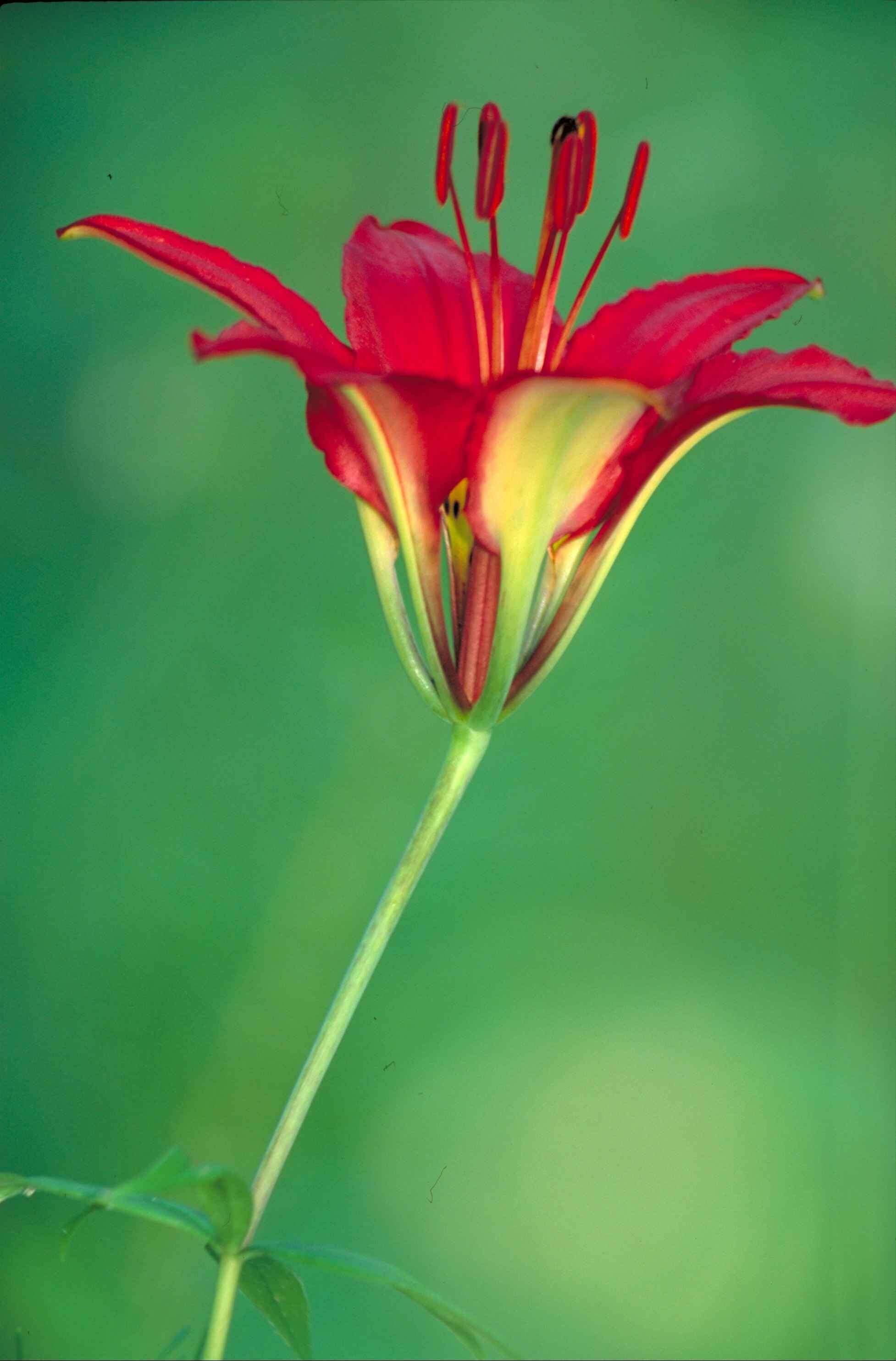 Lilium philadelphicum L. resmi