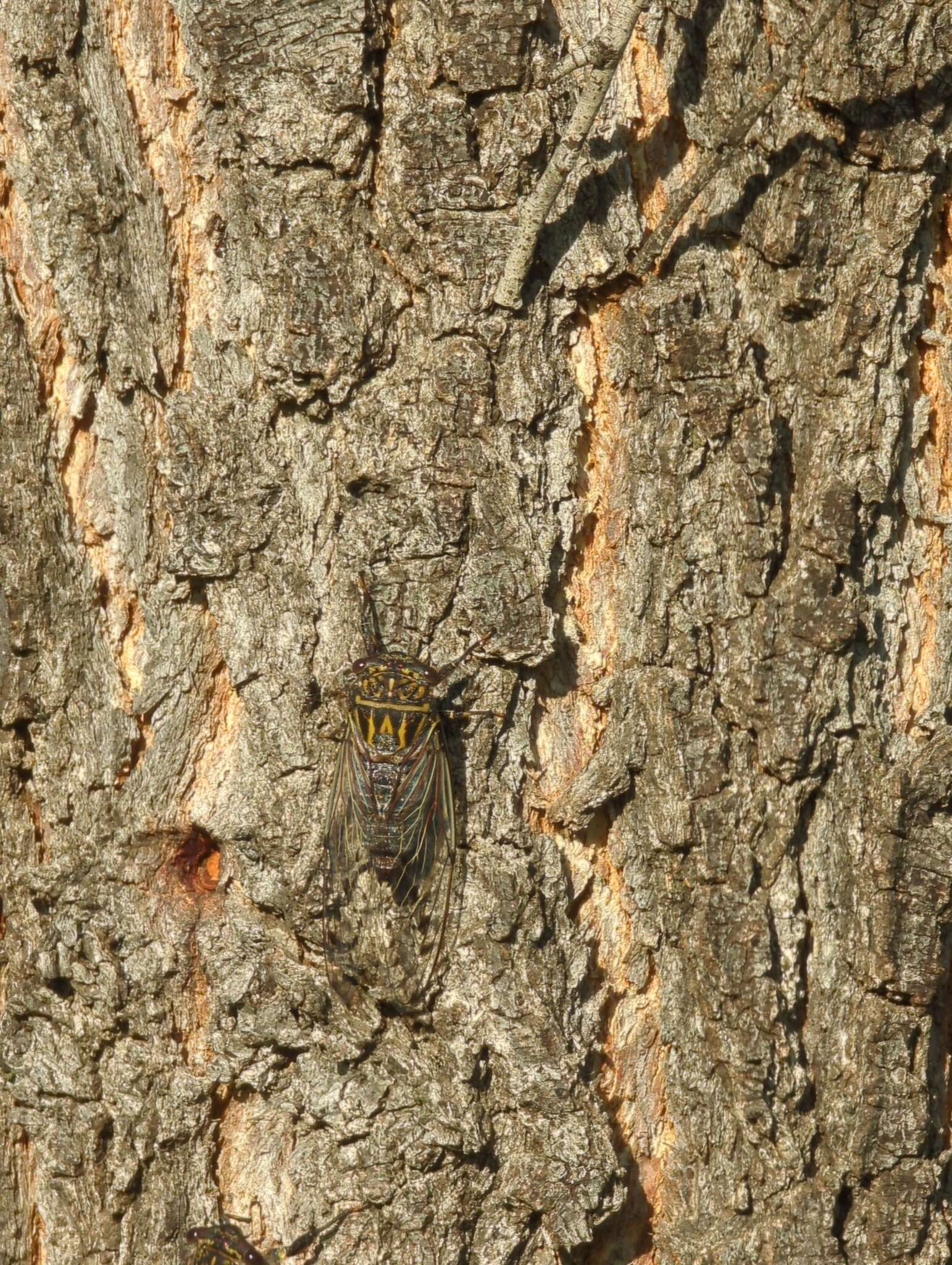 Image of Illyria burkei (Distant 1882)