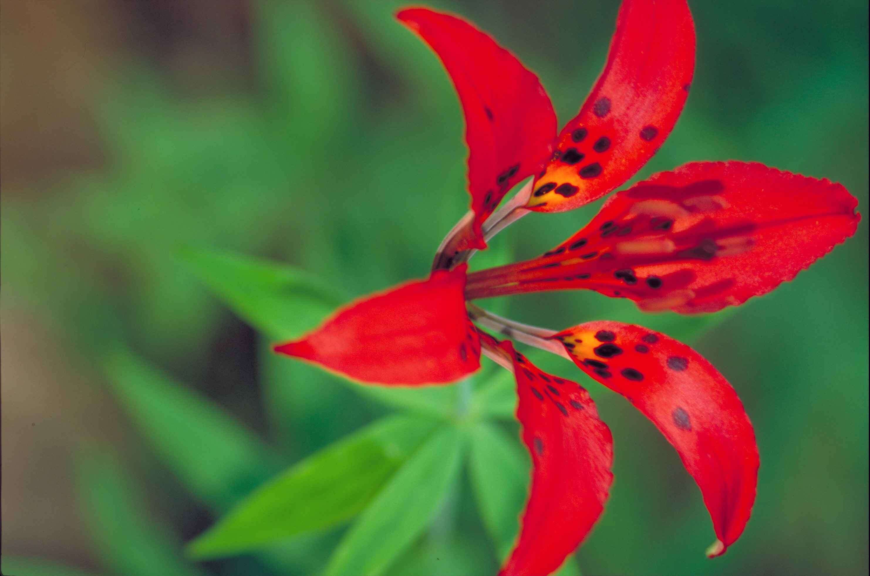 Lilium philadelphicum L. resmi