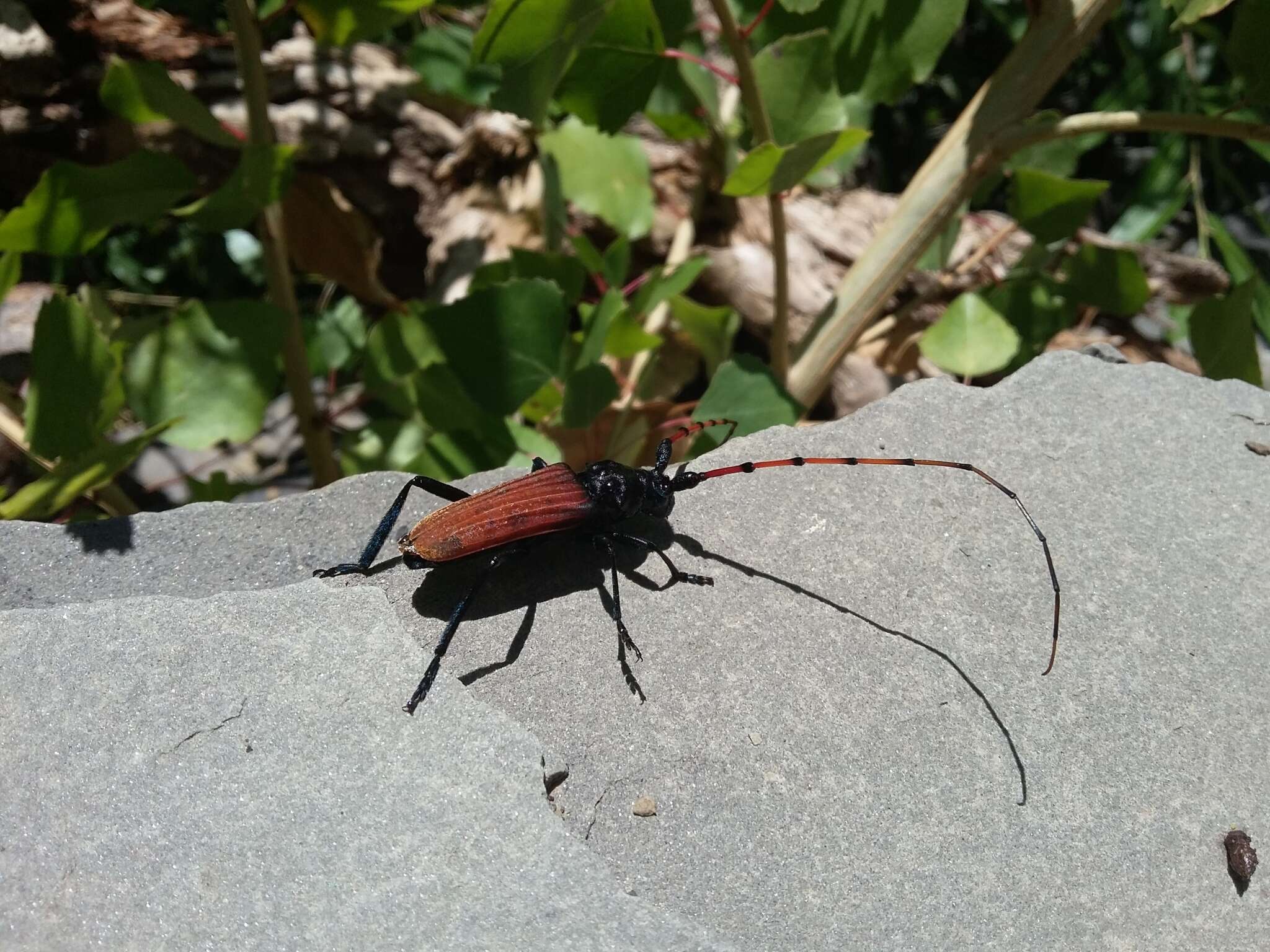 Image of Long-horned beetle