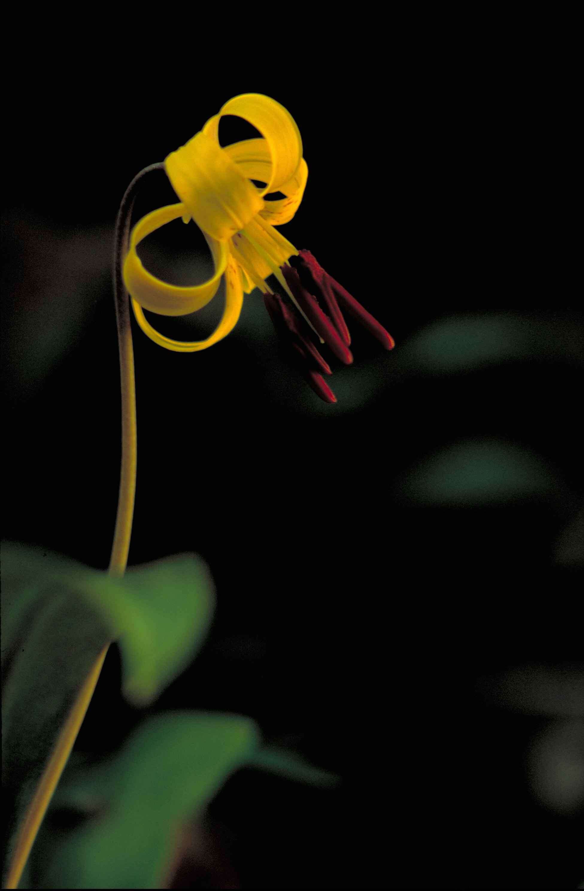 Imagem de Erythronium americanum Ker Gawl.