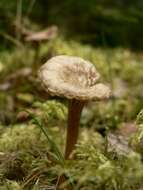 Image of Funnel Chanterelle