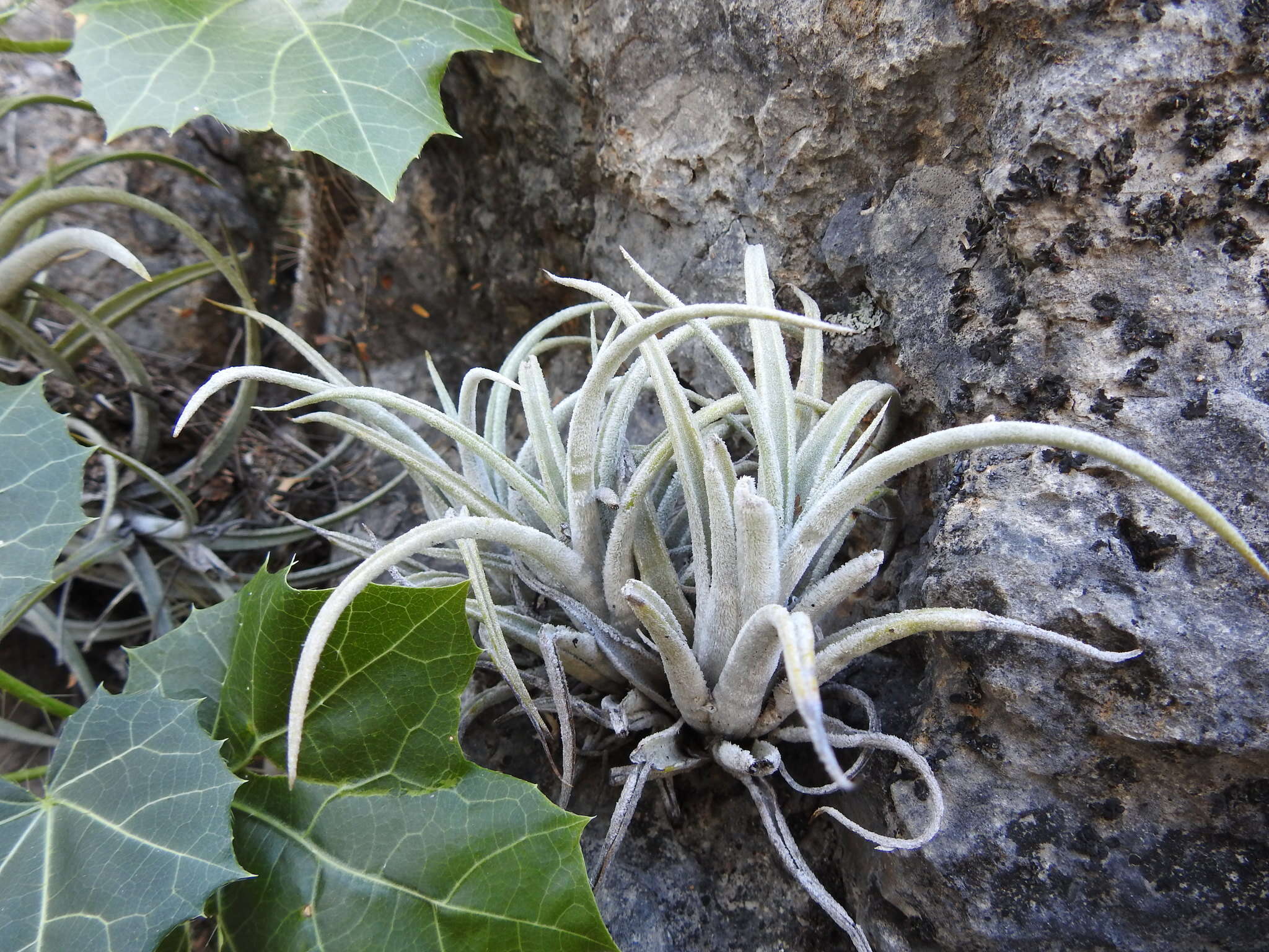 Image of Tillandsia pueblensis L. B. Sm.