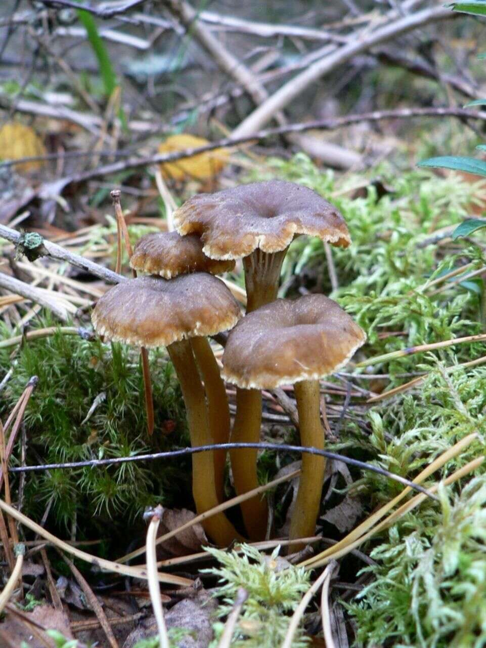 Image of Funnel Chanterelle