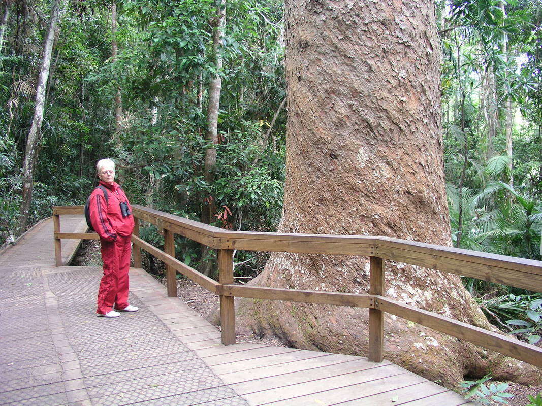 Image of Atherton Kauri Pine