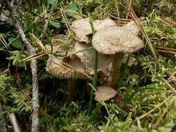 Image of Funnel Chanterelle