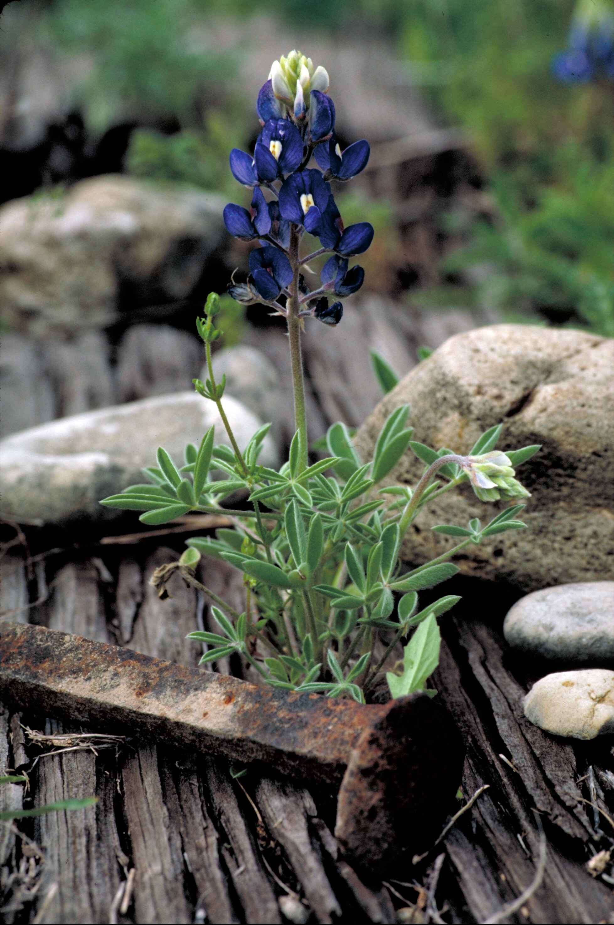 Image of Texas lupine