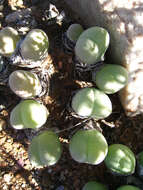 صورة Gibbaeum heathii (N. E. Br.) L. Bol.