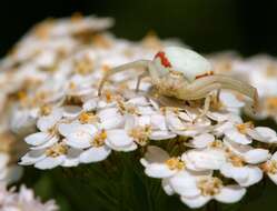 Image of Flower Crab Spiders