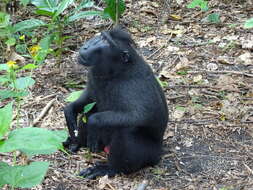 Image of Celebes crested macaque