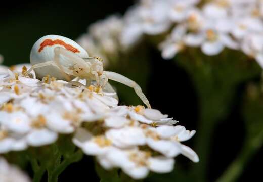 Image of Flower Crab Spiders