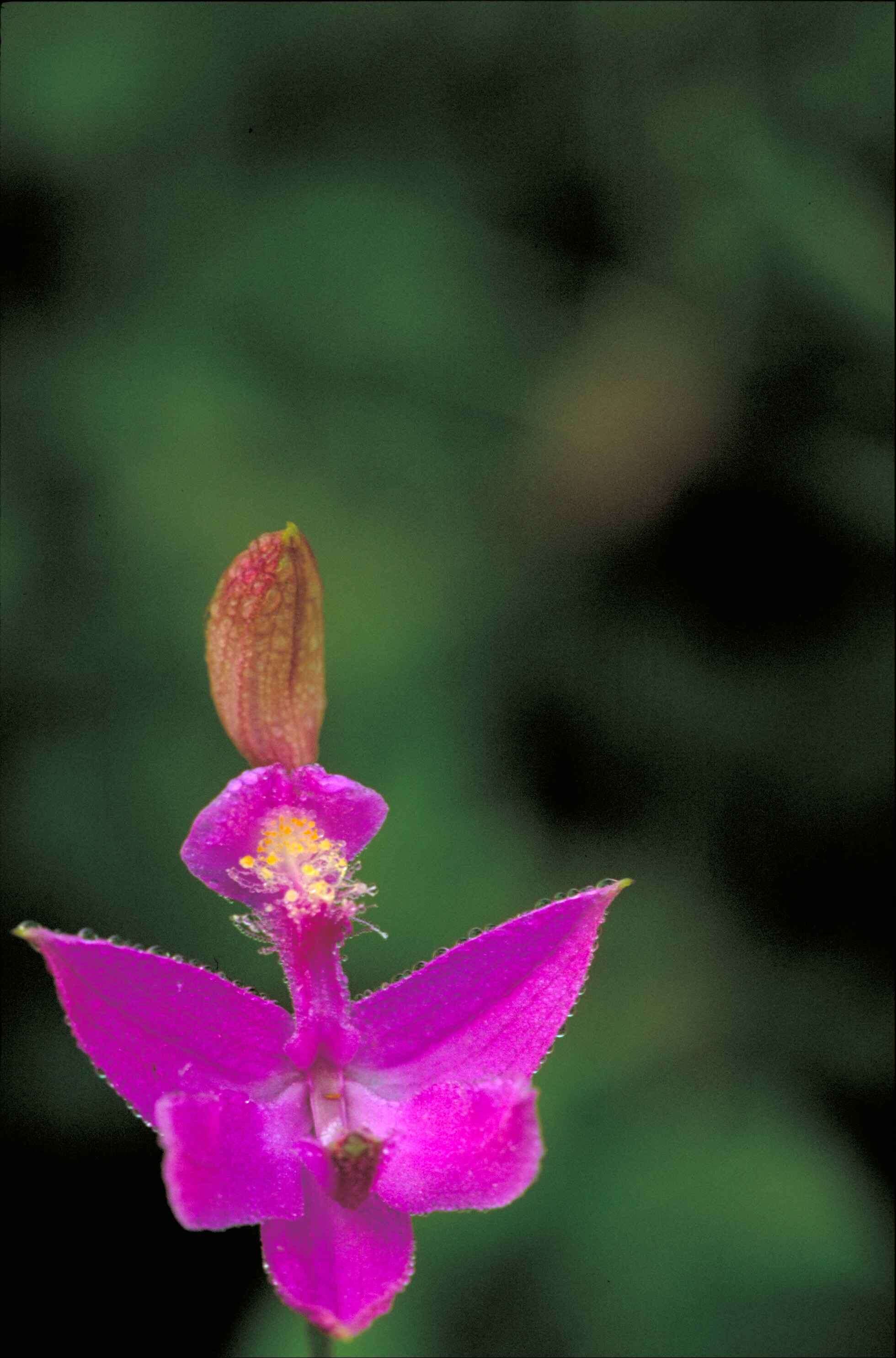 Image of tuberous grasspink