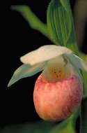 Image of Showy lady's slipper