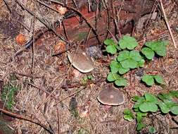 Image of Red-cracking Bolete