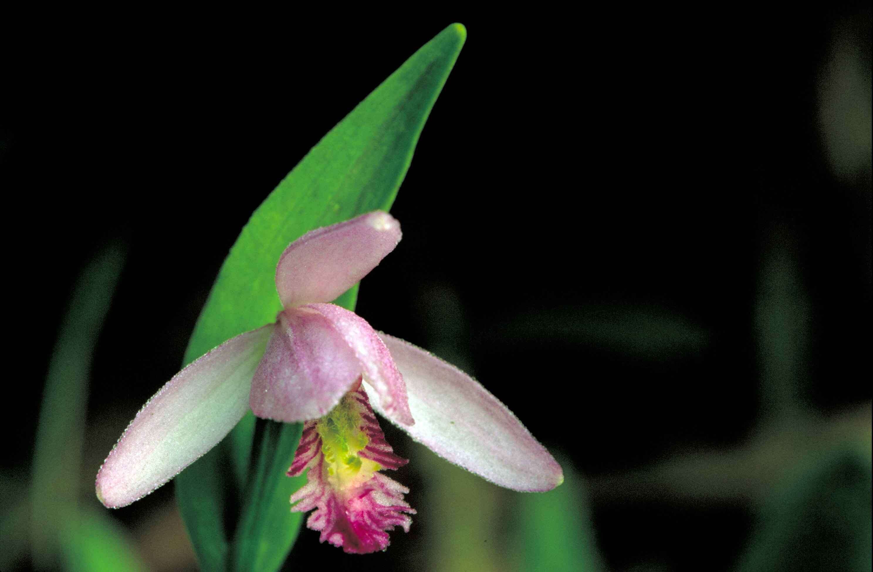 Image of snakemouth orchid