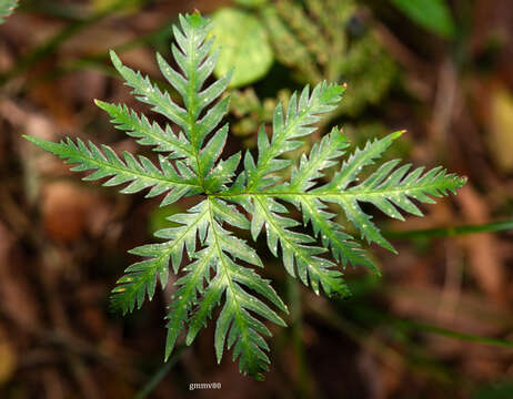 Image of Doryopteris concolor (Langsd. & Fisch.) Kuhn