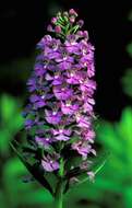 Image of Lesser purple fringed orchid