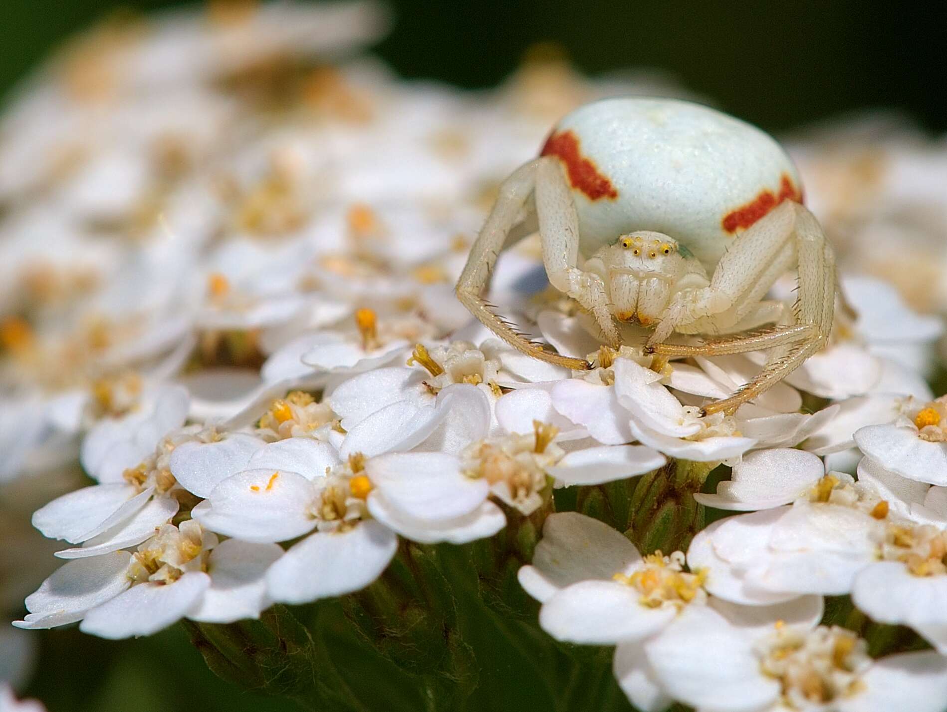 Image of Flower Crab Spiders