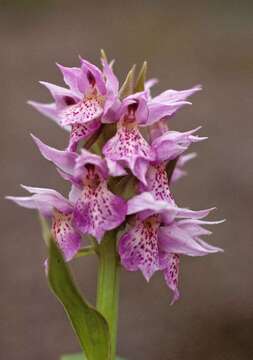 Image de Dactylorhiza aristata (Fisch. ex Lindl.) Soó