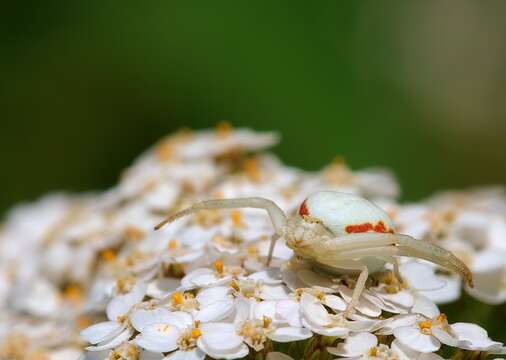 Image of Flower Crab Spiders