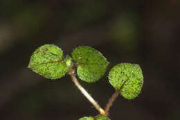 Image of Nertera dichondrifolia (A. Cunn.) Hook. fil.