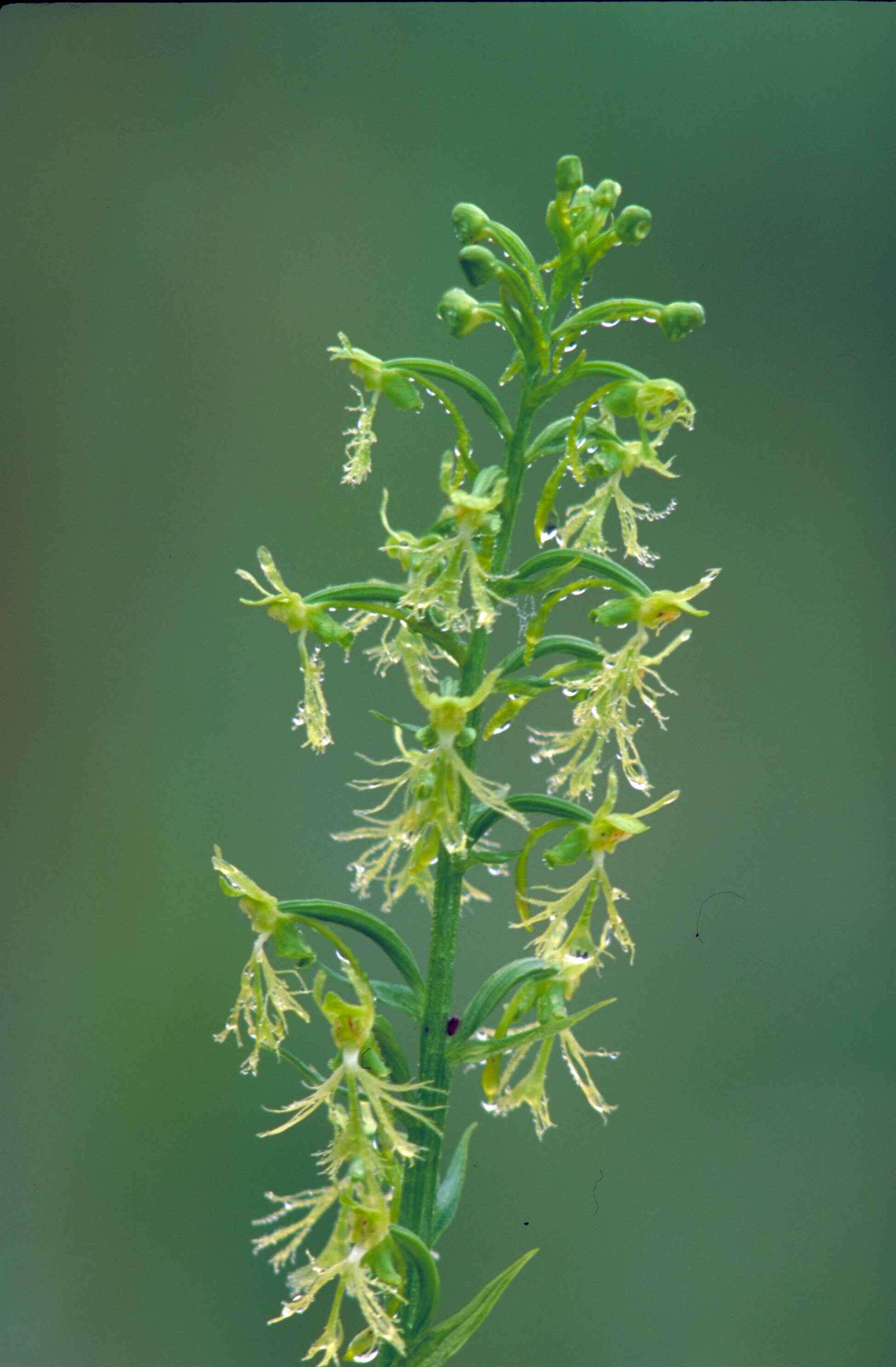 Platanthera lacera (Michx.) G. Don resmi