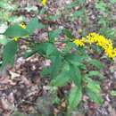 Image of <i>Solidago <i>ulmifolia</i></i> var. ulmifolia