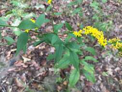 Image of <i>Solidago <i>ulmifolia</i></i> var. ulmifolia