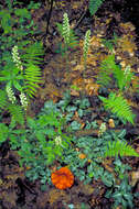 Image of downy rattlesnake plantain