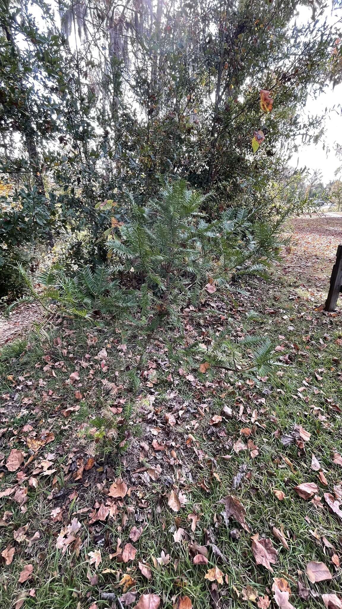 Image of Florida Nutmeg Tree